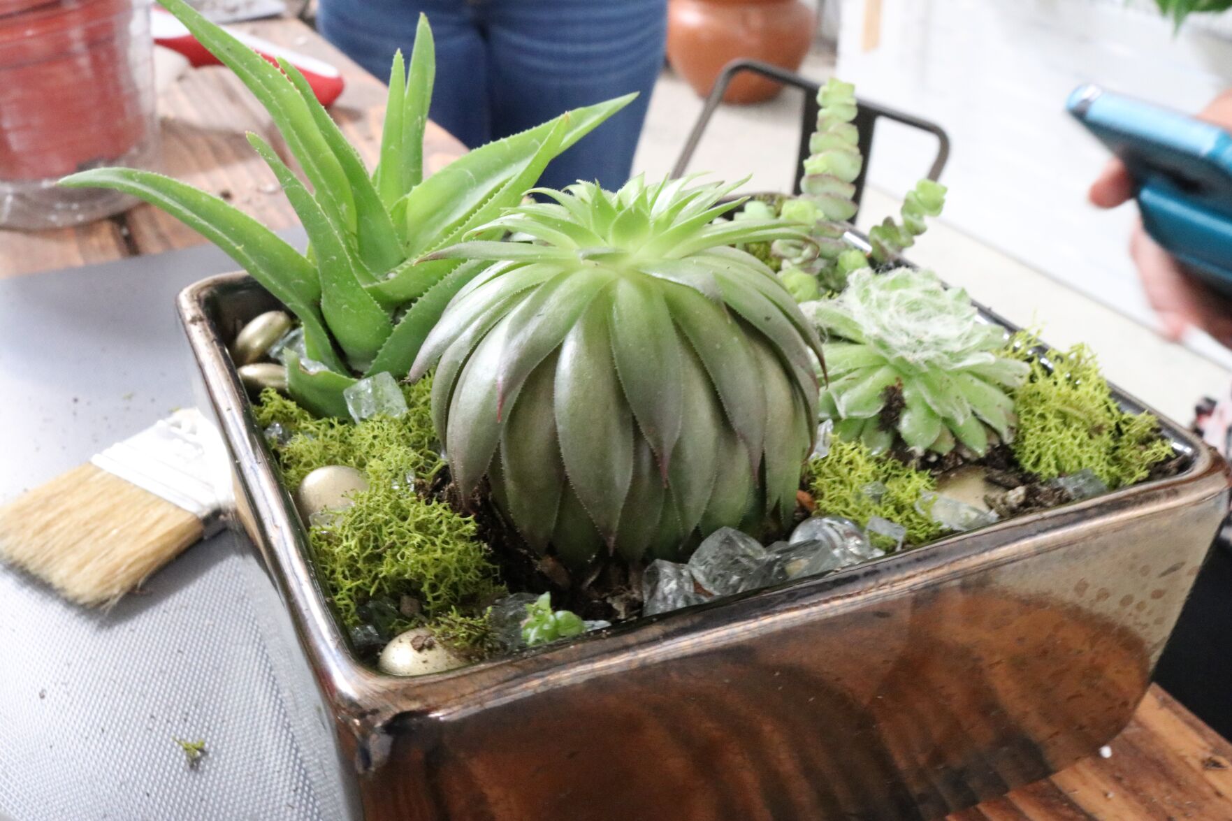 Zack's Big Tree Nursery succulent garden